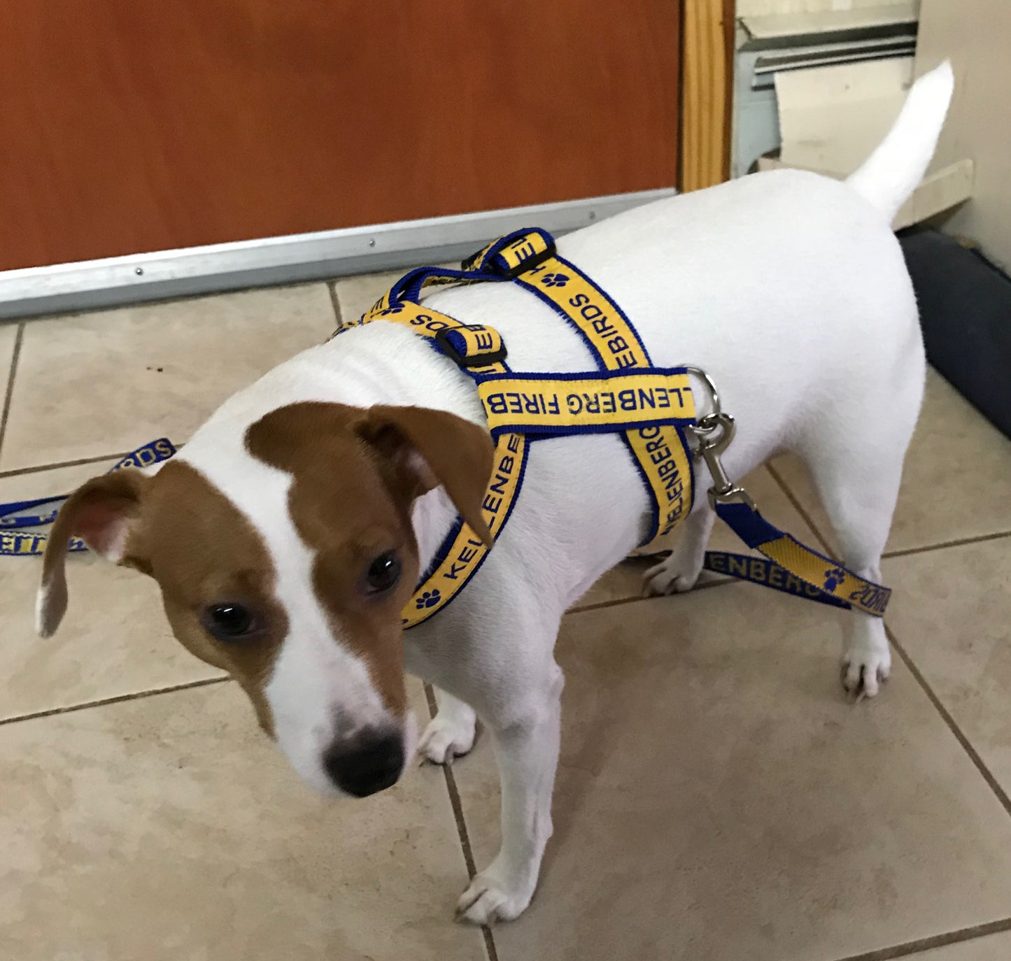 Dog Harness